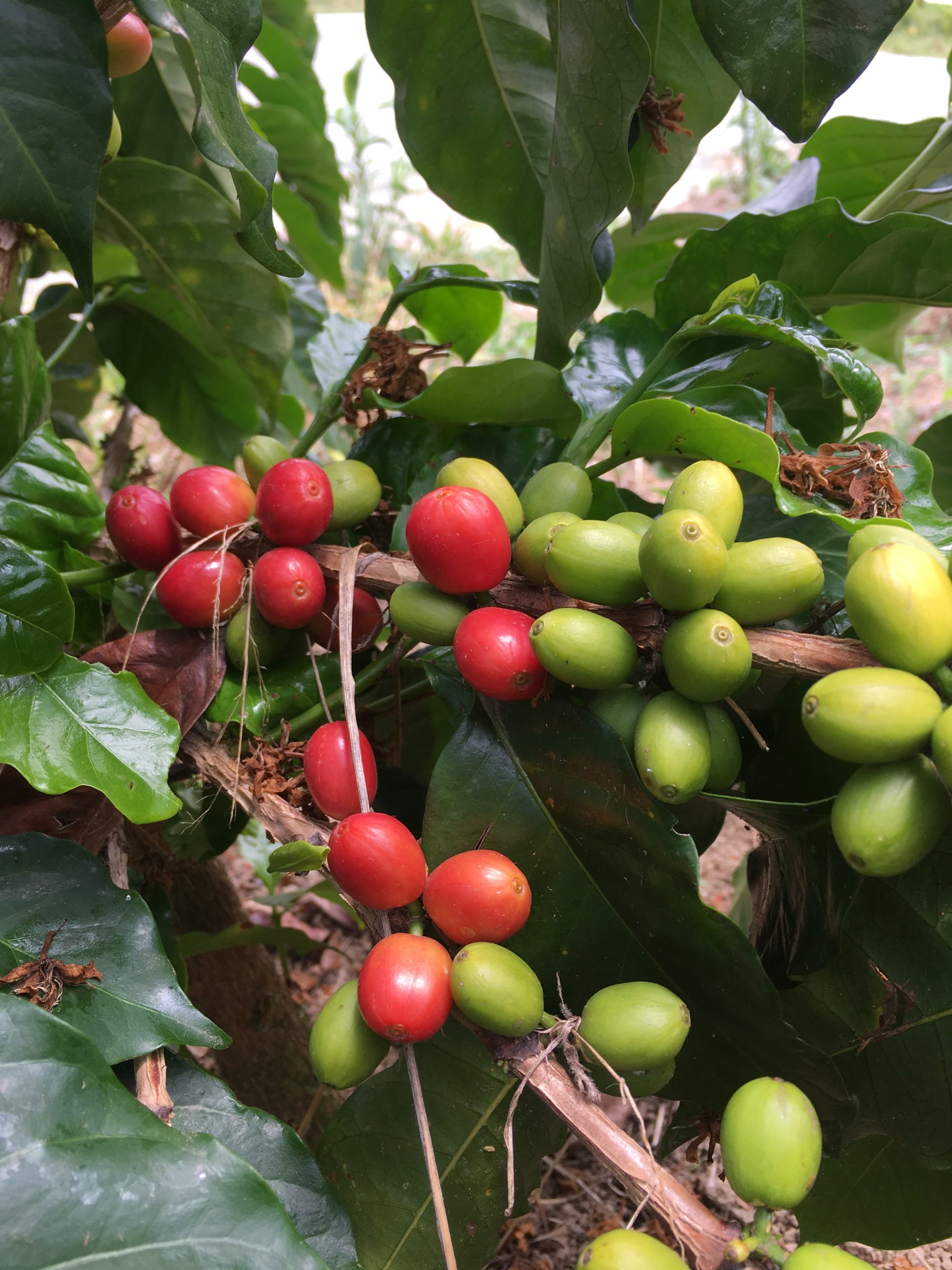 Moka d’Ethiopie 250g