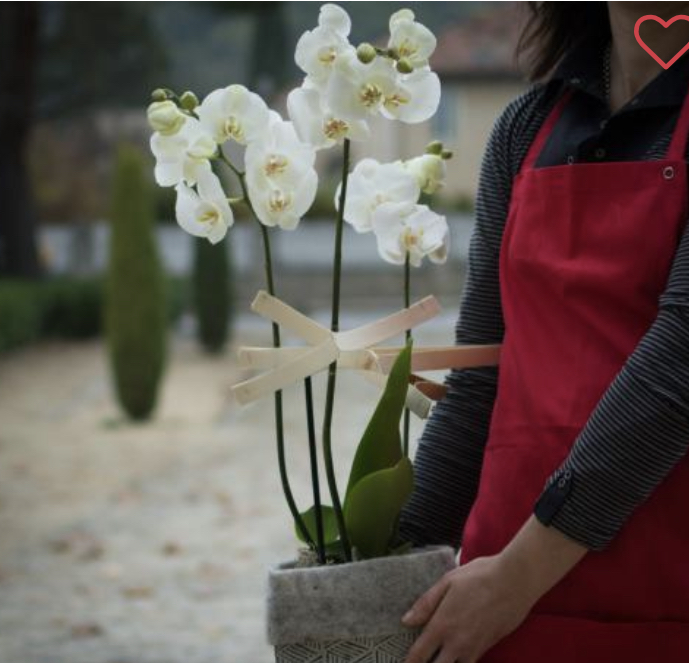 Orchidées tendre ravissement