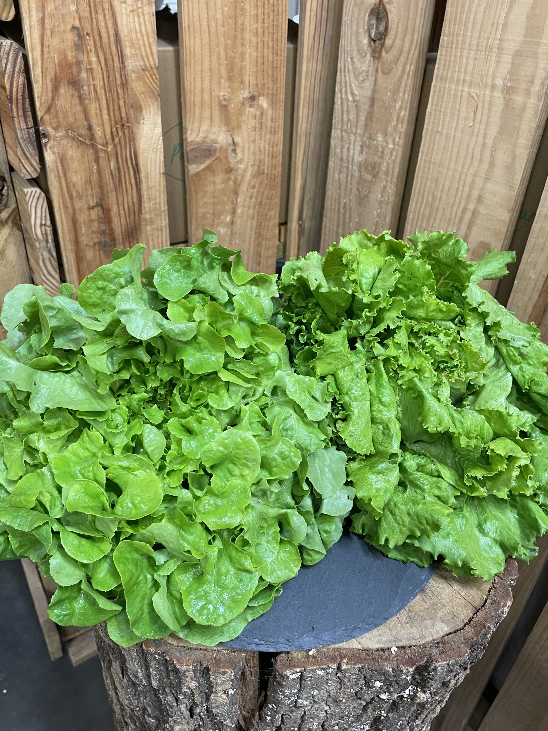 Salade Bio de l’AIFR